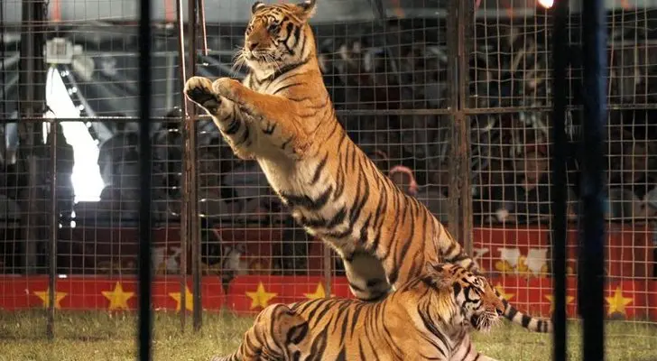 Países têm banido a exploração de animais em circos. Foto: news.softpedia/Global Animal
