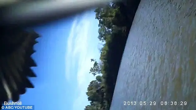 A águia "roubo" a câmera que seria usada para gravar crocodilos.