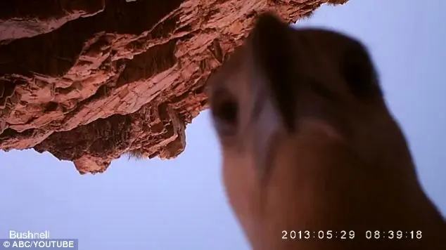 A curiosa águia começou a bicar e olhar a lente da câmera.