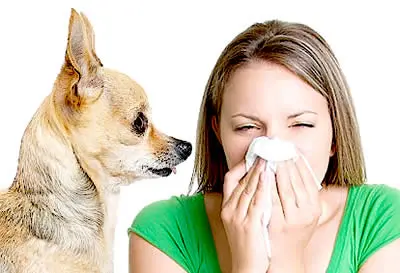 Pessoas criadas com animais têm menos problemas respiratórios. (Foto: Divulgação)
