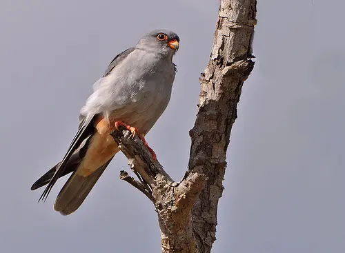 Falcão-do-Amur macho. (Foto: Reprodução/Flickr)