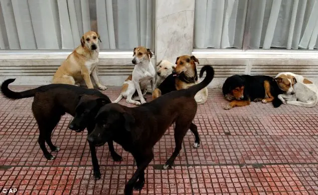 Há muitos cães em situação de rua na Grécia. Foto: Mail on Line