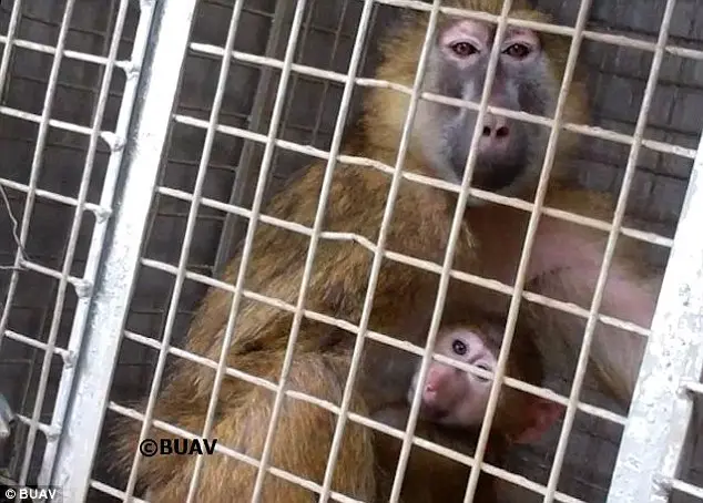 Imagens perturbadoras de pesquisas em babuínos exigiram investigação. Foto: Daily Mail