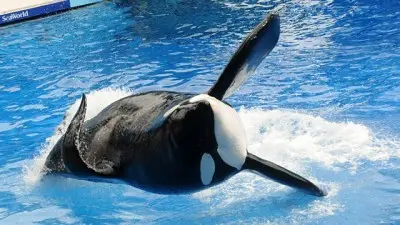 Os amantes de animais de todo o mundo estão tendo problema com as orcas cativas definidas para aparecer na Olimpíada de Inverno de Sochi. (Foto: Getty Images/ Gerardo Mora)