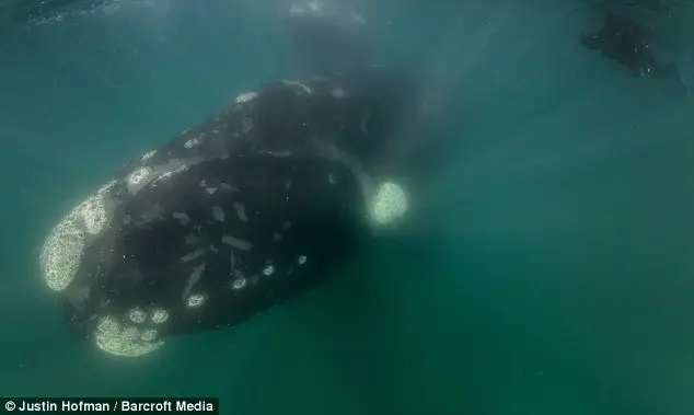 Monstro: Um observador de baleias (canto superior direito) nada ao lado de baleia de 50 toneladas na Península Valdés, Argentina.