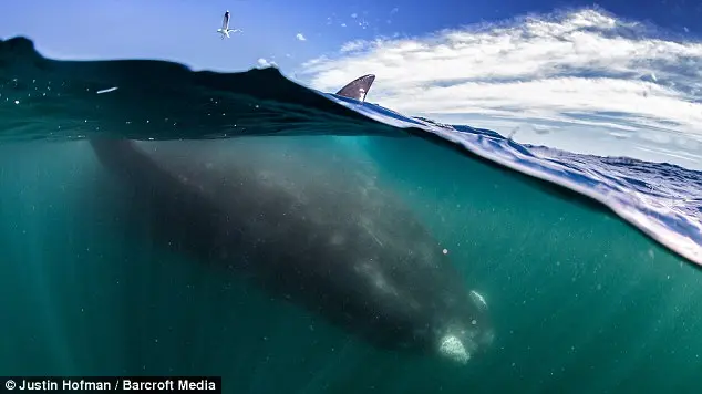 Poderoso: Uma gaivota parece pequena em comparação com a baleia cuja cauda de 15 pés poderia facilmente esmagar o barco turístico.