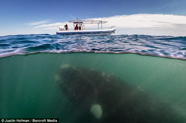 De tirar o fôlego: A baleia franca austral de 50-toneladas e seus filhotes nadam debaixo de uma pequena embarcação turística.