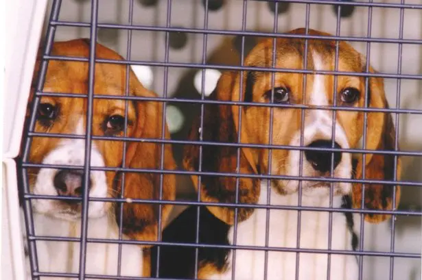 Beagles tiveram final trágico. Foto: Reprodução