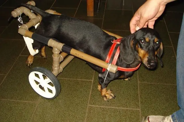 Voluntário só cobra material utilizado nas cadeiras para animais que não podem andar. (Foto: Divulgação)