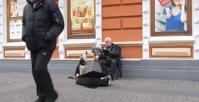 O cão mostrou seu talento e ganhou um lar. O músico o levou para casa depois desse "show". (Foto: Reprodução/YouTube)