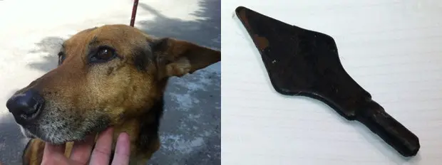 Uma lança com nove centímetros penetrou no abdome de um cão na Zona Sul (Foto: Seda/Divulgação)