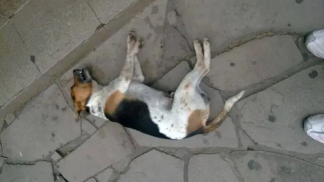 O cão era cego e cardíaco e morreu na hora depois de levar um chute na cabeça.