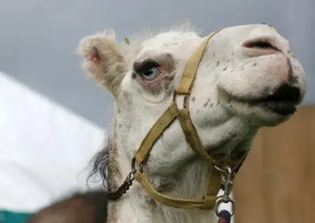 South Tyneside planeja usar três camelos em evento de Natal deste ano. (Foto: shieldgazette.com / Animal Welfare)