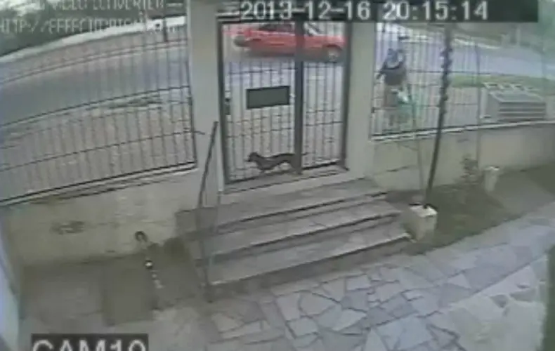 Cão salva mulher de atropelamento no RS (Foto: Reprodução/YouTube)