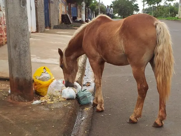 Cavalo abandonado no Bosques do Lenheiro revirava lixo para se alimentar (Foto: Fernanda Zanetti/G1)