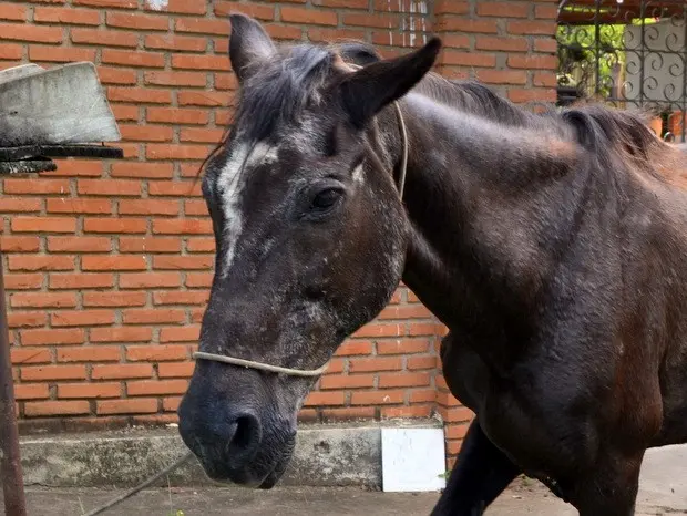 Cavalo foi abandonado em Rio das Pedras com ferimento no órgão reprodutor (Foto: Fernanda Zanetti/G1)