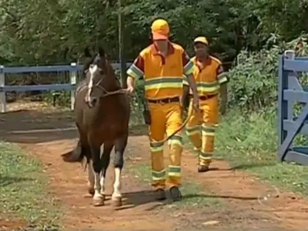 Funcionários da concessionária usam o laço para a remoção de animal (Foto: Reprodução/ TV TEM)