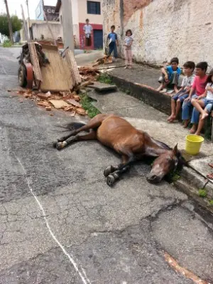 Cavalo caíu na rua (Foto: Telespectador / TEM Você)