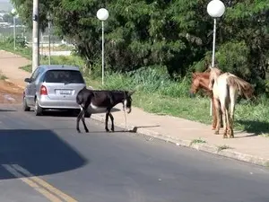 Cavalos correm risco de se envolver em acidentes de trânsito em Piracicaba. (Foto: Edijan Del Santo/EPTV)