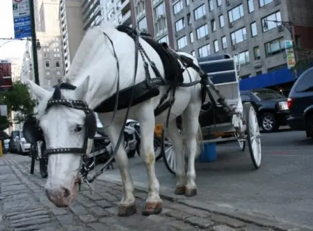 Nova York não é um ambiente adequado para cavalos, que muitas vezes trabalham até 9 horas por dia. (Foto: Flickr Fundo de Defesa Legal dos Animais - ALDF)
