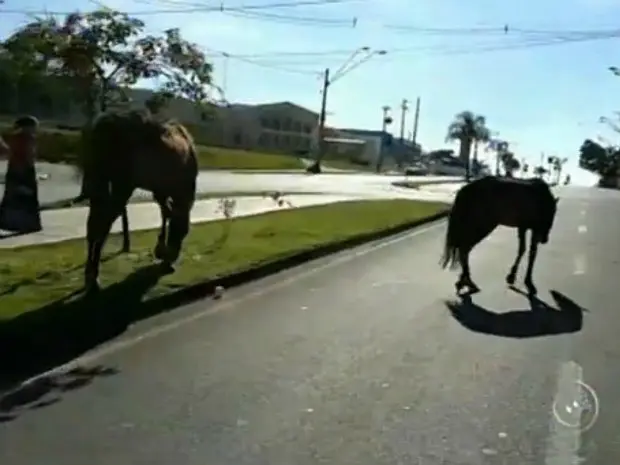 Cavalos estavam soltos na avenida Chico Xavier, em Sorocaba (Foto: Reprodução / TV TEM