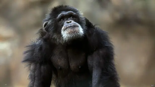 Entidade quer que Justiça americana conceda personalidade jurídica a chimpanzés (Foto: AP/ Divulgação)