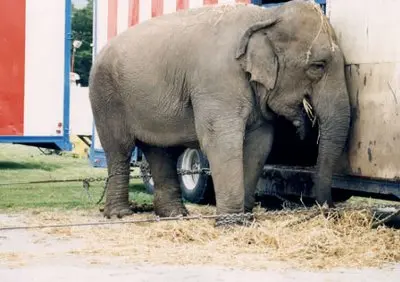 Animais sofrem exploração em circos. (Foto: Divulgação)