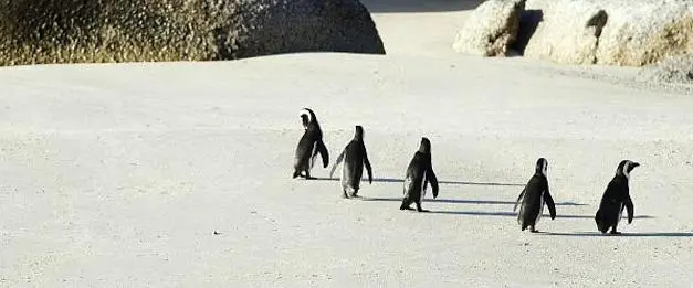 Pinguins nas Ilhas Dassen e Robben. (Foto: SouthAfrica.net)