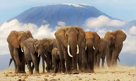 Elefantes em frente ao Monte Kilimanjaro. (Foto: Juniors Bildarchiv/Alamy)