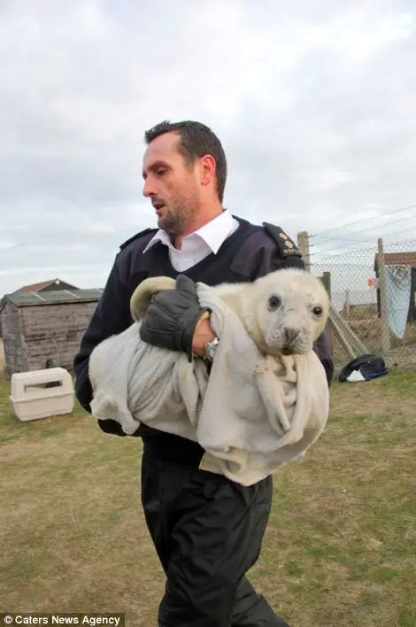Trabalhador da RSPCA ajuda a carregar os filhotes salvos. (Foto: Caters News Agency)