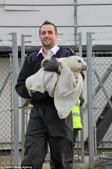 Os filhotes foram tirados da costa pelos trabalhadores da RSPCA e levados para um centro de resgate de animais para serem cuidados. (Foto: Caters News Agency)