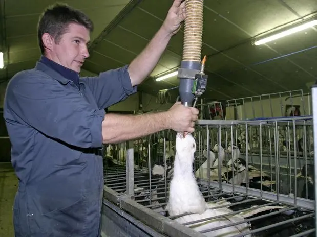 Homem alimenta ganso à força para produzir foie gras, na França. Neste ano entra em vigor na Califórnia, nos EUA, a proibição da produção e consumo da iguaria. Mas como é feito o foie gras? Foto: Getty Images