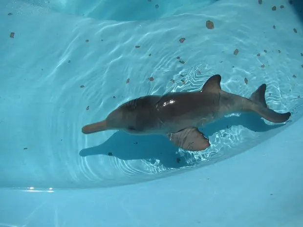 Filhote de golfinho foi localizado na praia da Enseada, em Ubatuba. (Foto: Divulgação/Aquário de Ubatuba)