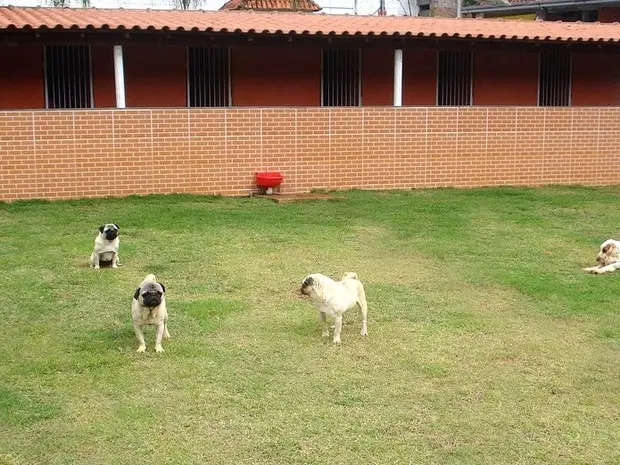 Cachorrinhos se divertem em hotel de Juiz de Fora (Foto: Dog Walker/Divulgação)