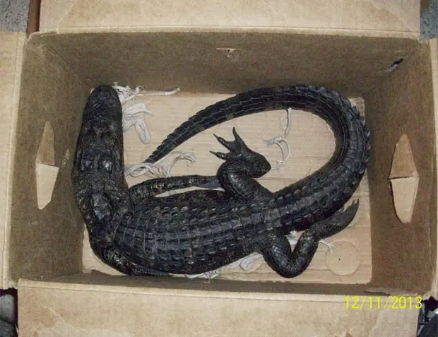 Homem foi acusado de tentar trocar aligátor por caixa de cerveja (Foto: Reprodução/Facebook/Florida Fish and Wildlife Conservation Commission)
