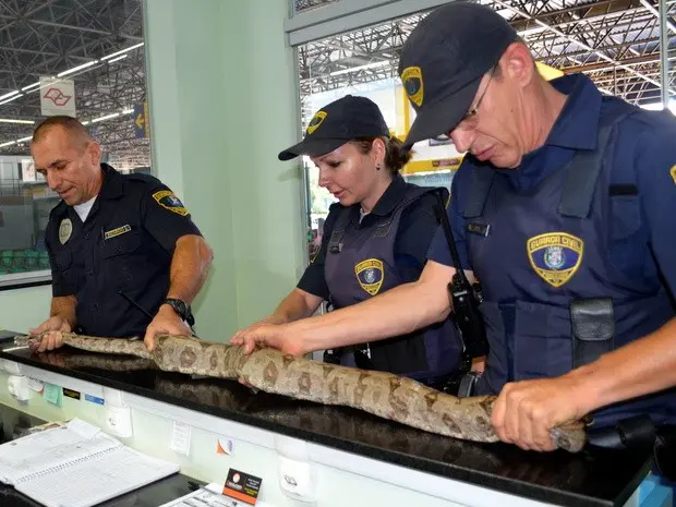 Serpente foi recolhida e deixada aos cuidados da Polícia Ambiental de Piracicaba (Foto: Araripe Castilho / G1)