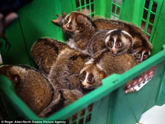 23 loris foram resgatados de caçadores, que os venderiam como animais domésticos. (Foto: Divulgação)