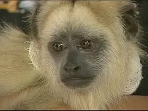 Macaco foi encontrado com fratura exposta (Foto: Reprodução/TV Integração) 