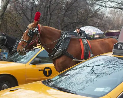Foto: Mary Culpepper/Coalition to Ban Horse-Drawn Carriages