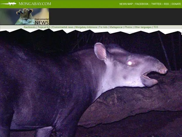 O animal, que habita pastagens e florestas no sudoeste da Amazônia, é a quinta espécie viva de tapir e a menor, apesar dos seus imponentes 110 kg de peso. (Foto: mongabay.com / Reprodução)