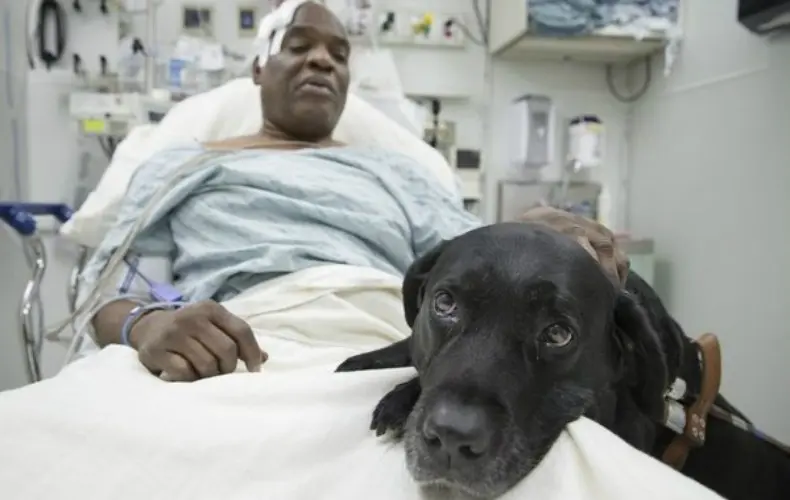 Cão-guia salva cego no metrô de NY (Foto: Reprodução/Indiegogo Crowdfunding Platform)