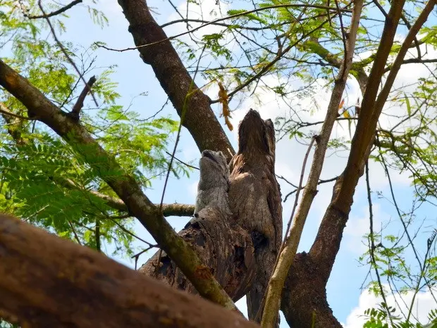 Pássaros são vigiados por morador vizinho para que ninguém os retire de árvore (Foto: Fernanda Zanetti/G1)
