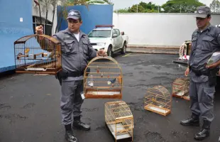 Polícia apreendeu 16 pássaros durante torneio irregular em Jardinópolis; veja mais fotos na galeria (foto: Tiago de Brino / Divulgação)