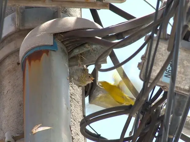 Pássaro preso em poste recebe alimento da mãe (Foto: Reprodução/TV Gazeta)
