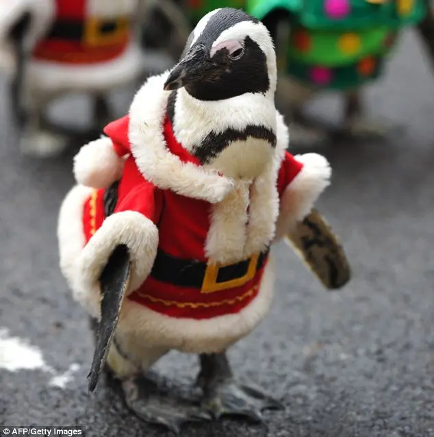 Foto: Os pinguins foram vestidos de Papai Noel, árvore de natal e zelador de parque animal. (Foto: Daily Mail)