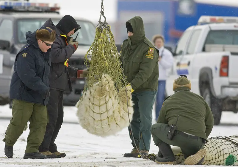 Urso sendo capturado para ser levado à "prisão". Foto: Getty Images/Yale Environment 360