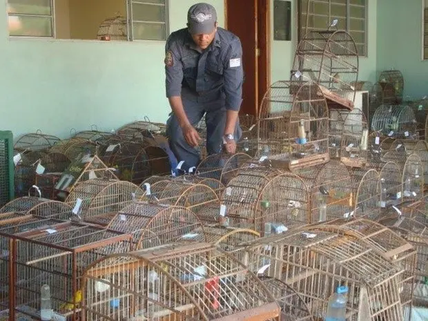 Policial mostra aves apreendidas durante a operação (Foto: Polícia Ambiental)