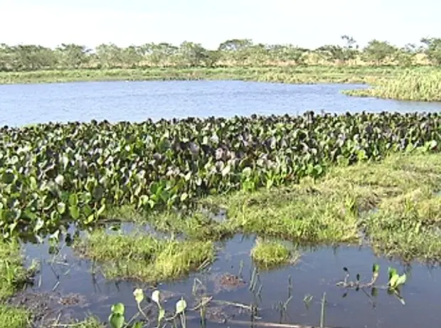 Nascente do rio São Domingos brota água límpida e cristalina (Foto: Reprodução / TV Tem)