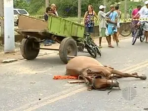 Cavalo morto após ser atingido por carro. (Foto: Reprodução)