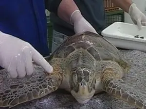 Tartarugas são levadas para laboratório (Foto: Reprodução/RBS TV)